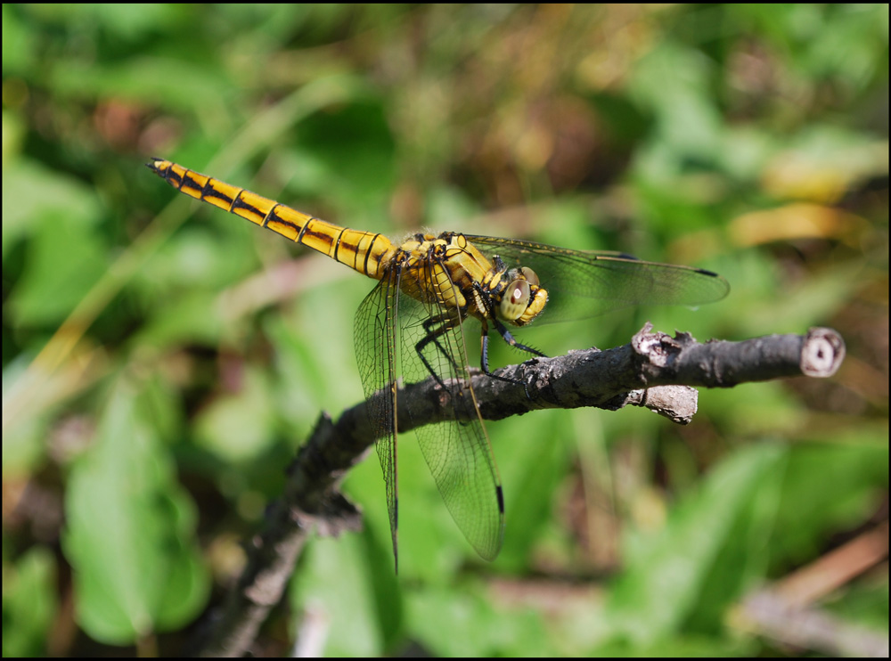 orthetrum cancellatum? - Si, femmina